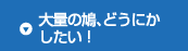 大量の鳩、どうにかしたい！