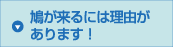 鳩が来るには理由があります！