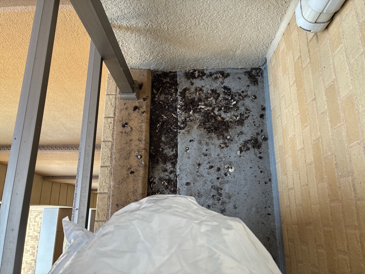 糞害清掃・除菌のイメージ