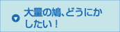 大量の鳩、どうにかしたい！