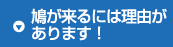 鳩が来るには理由があります！